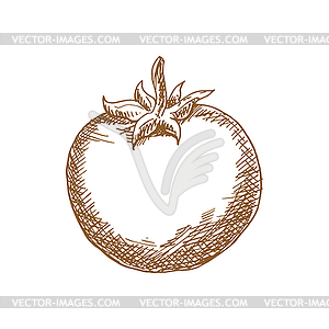 Monochrome tomato vegetable - vector clip art