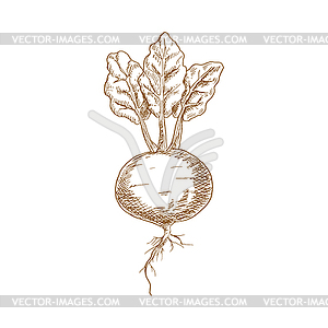 Whole beet root monochrome sketch icon - royalty-free vector clipart