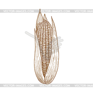 Corn cob with leaves sketch of maize - vector clip art