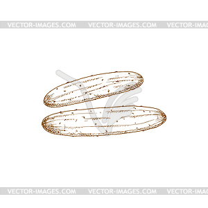 Cucumber gherkin monochrome sketch - color vector clipart