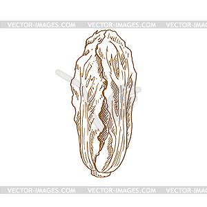 Chinese cabbage veggie sketch - vector clip art