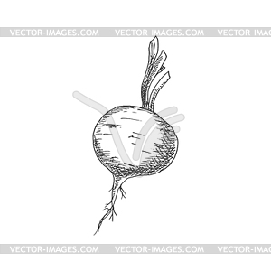 Whole beet root monochrome sketch icon - vector clip art