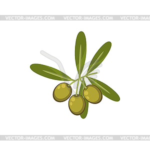 Olives ingredients, olive oil ripe fruits - vector clipart / vector image