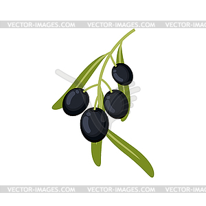 Black live fruits twig with leaves plant - vector clipart