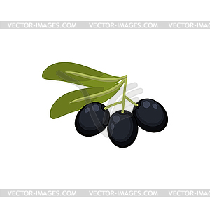 Black live fruits twig with leaves plant - vector image