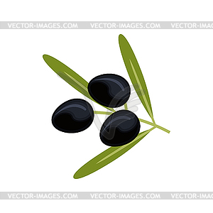 Olives ingredients, olive oil ripe fruits - vector clip art