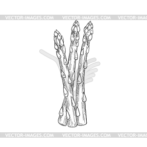 Monochrome asparagus stalk sketch - royalty-free vector clipart