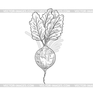 Whole beet root monochrome sketch icon - vector image