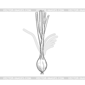Whole onion bulb, vegetable root sketch - vector clip art