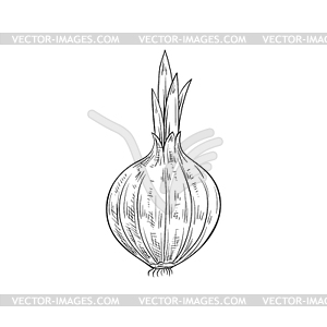 Whole onion bulb, vegetable root sketch - vector clipart / vector image