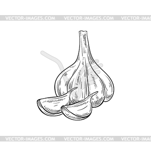 Garlic spice cooking seasonings sketch - vector image