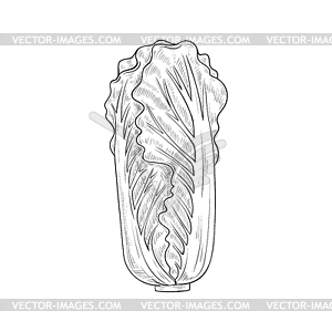 Эскиз вегетарианской китайской капусты - клипарт в векторе / векторное изображение