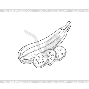 Squash vegetable marrow zucchini sketch - vector clipart