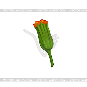 Marigold flower calendula medical herb - vector clipart
