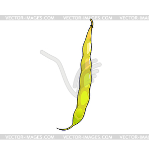 Yellow bean or pea pod legume vegetable - color vector clipart