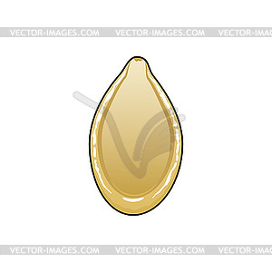 Seed of pumpkin or squash food snack - vector image