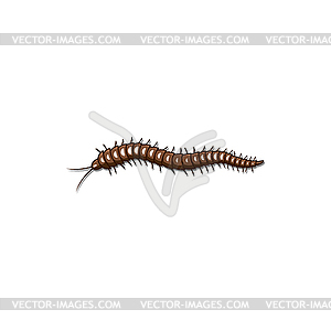 Brown slug caterpillar maggot hairy worm - vector clipart