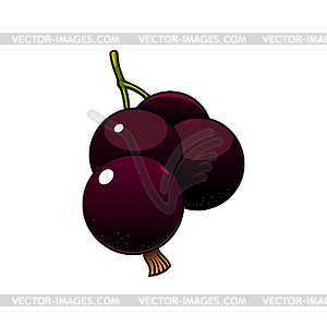 Blackcurrant ripe berries botanical fruit - vector clipart