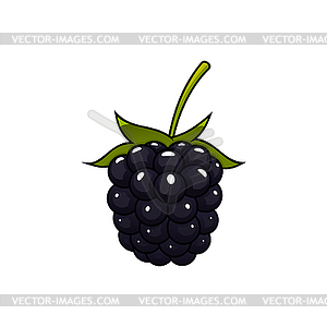 Garden bramble summer fruit berry - vector image