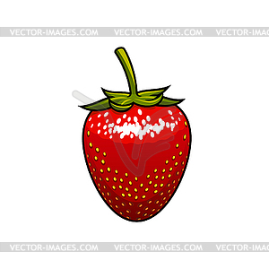 Wild or garden strawberry fruit red berry - vector clipart