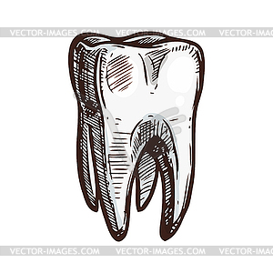 Tooth decay Human tooth Cartoon, caries, face, heart png | PNGEgg