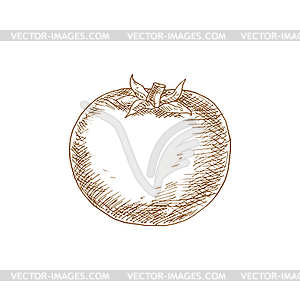 Monochrome tomato berry vegetable sketch - royalty-free vector clipart