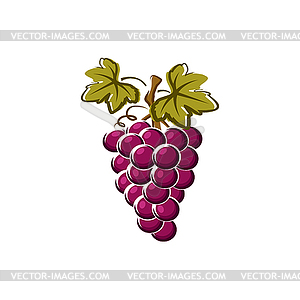 grapes fruit clipart