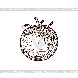 Monochrome tomato berry vegetable sketch - vector clip art