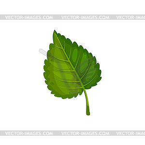 Aspen or elm leaf green birch leafage - vector clip art
