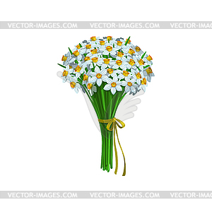 Нарцисс или нарциссы весенние цветы - векторный рисунок