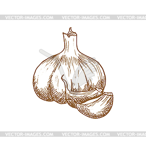 Bulb of garlic sketch of whole vegetable - vector image