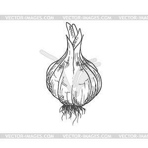 Луковица чеснока эскиз целого овоща - графика в векторе