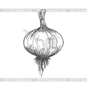 Whole onion bulb vegetable root seasoning - vector clip art