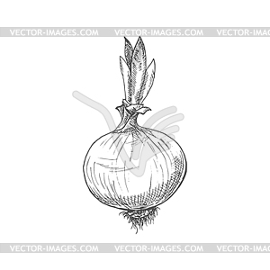 Whole onion bulb vegetable root seasoning - vector clipart