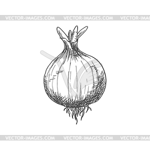 white onion clipart