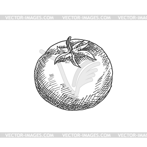 Monochrome tomato berry vegetable sketch - vector image