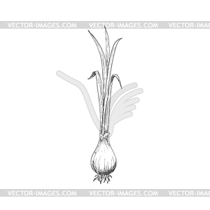 Whole onion bulb vegetable root seasoning - vector clip art