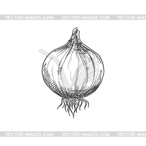 Whole onion bulb vegetable root seasoning - vector image