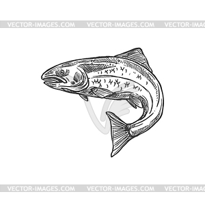 Fish sketch salmon and trout, fishing catch - vector image