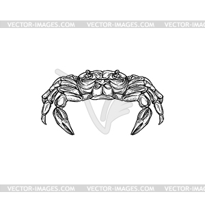 Crab sketch of sea animal, crustacean. Seafood - vector image