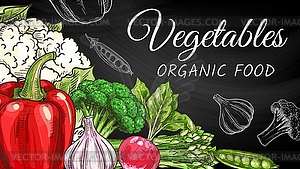 Farm vegetables sketch on chalkboard, food harvest - vector clip art