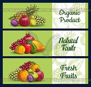 Tropical fruits banners sketch, farm market food - vector clipart