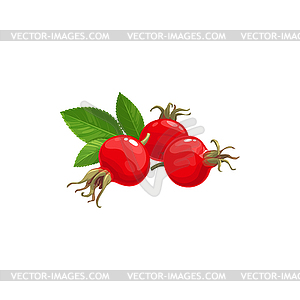 Rose hip fruits icon, berries food of farm garden - vector image