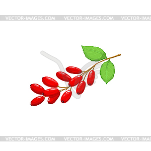 Плоды ягод барбариса, пища садового леса - изображение в векторном формате