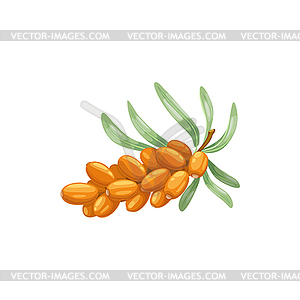 Sea buckthorn berries fruits food of garden forest - vector image