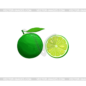 Sudachi fruit, exotic Japanese citrus fruits - vector clip art