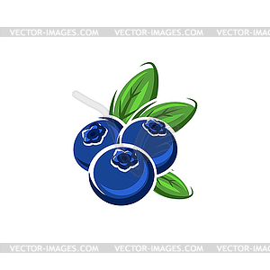 Bog whortleberry blueberry ripe berries - vector image