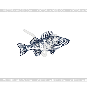 Freshwater fish European Balkhash perch - vector image