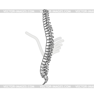 Spine bone sketch icon, human skeleton - vector image