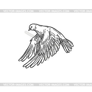 love dove vector